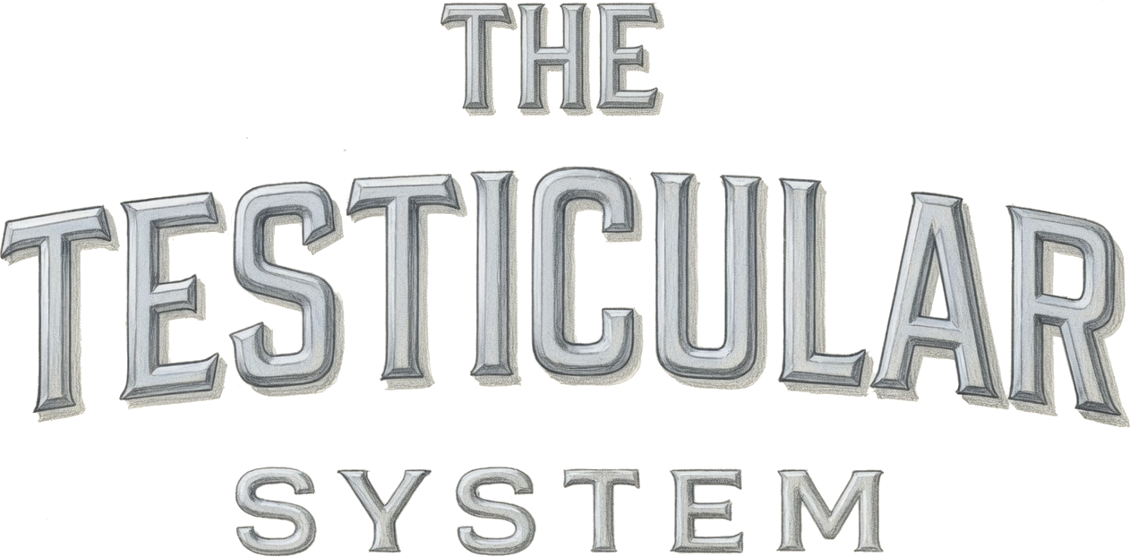 The Testicular System